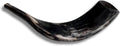Autentisk & Kosher polerad Ram's Horn Shofar från Israel (10 tum - 12 tum)