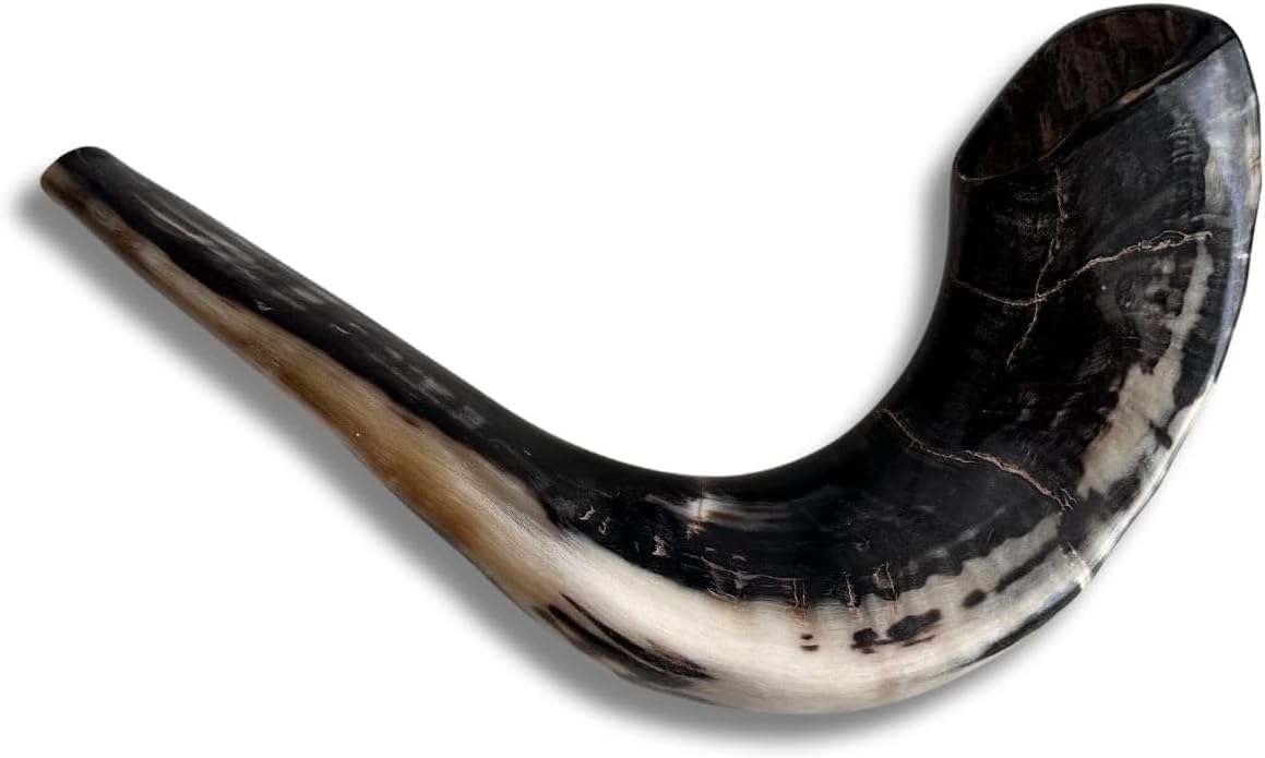 Autentisk & Kosher polerad Ram's Horn Shofar från Israel (10 tum - 12 tum)