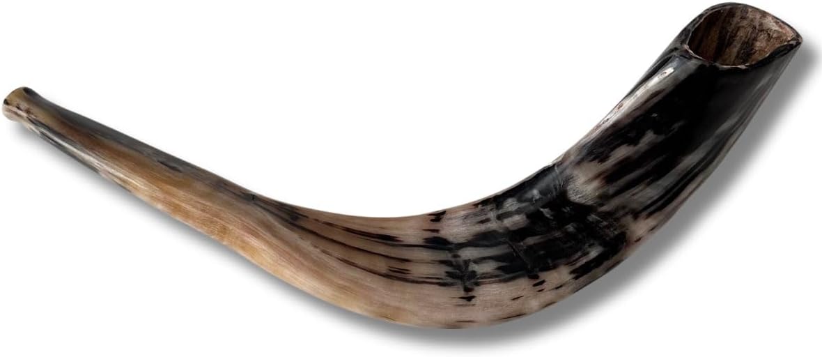 Autentisk & Kosher polerad Ram's Horn Shofar från Israel (10 tum - 12 tum)