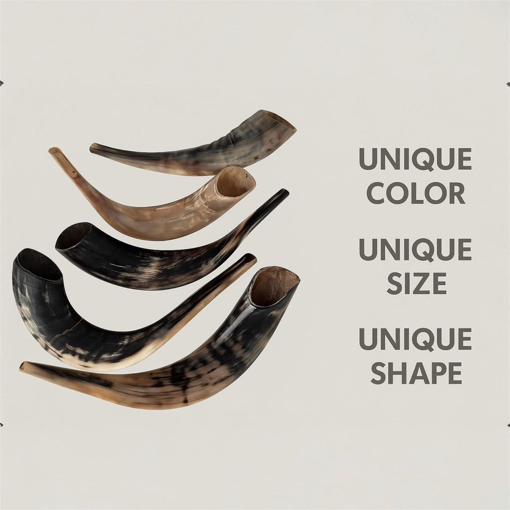 Autentisk & Kosher polerad Ram's Horn Shofar från Israel (10 tum - 12 tum)