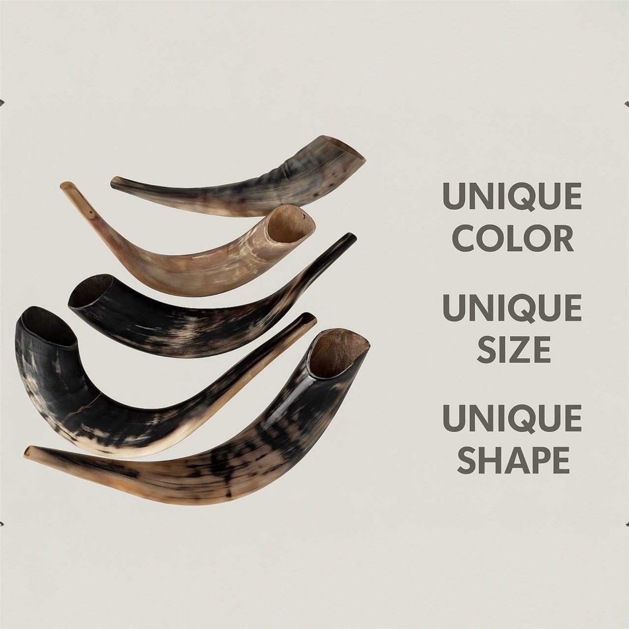 Autentisk & Kosher polerad Ram's Horn Shofar från Israel (10 tum - 12 tum)